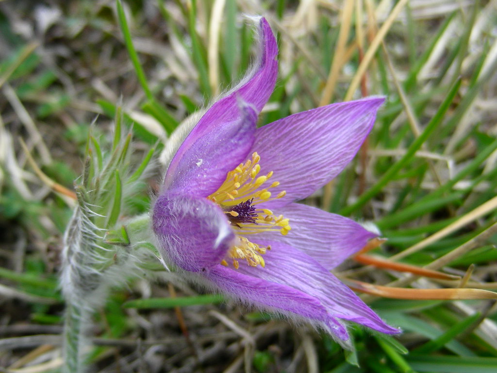 Pulsatilla vulgaris / Pulsatilla comune